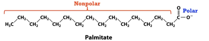 <p><span style="background-color: transparent;">Most diverse of biomolecules.&nbsp;ALL LIPIDS are <strong>AMPHIPATHIC </strong>(CONTAIN both POLAR and nonpolar components).&nbsp;Mostly non-POLAR due to SA.&nbsp;</span></p><p><span style="background-color: transparent;">Polar component of lipid = Polar region on right = carboxylate group and NONPOLAR region (long hydrocarbon chain).&nbsp;</span></p><p><span style="background-color: transparent;">Polar: Look at net charge OR an EW element LIKE OXYGEN.&nbsp;</span></p><p><span style="background-color: transparent;">ONE CLASS OF BIOLOGICAL molecules cannot form these polymeric molecules, likely lipids.&nbsp;No single common functional group to them all.&nbsp;</span></p><p></p>
