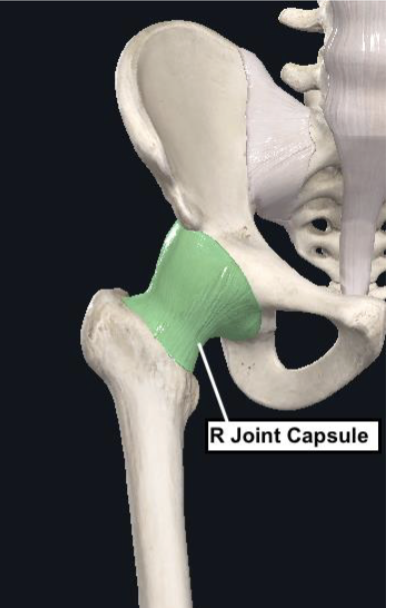 <p><span><strong>Very strong (stiff) - fibrous</strong></span></p><ul><li><p><span>Large contributor to stability</span></p></li></ul><p></p><p><span><strong>Attaches proximal to the periphery of the acetabulum (stops @ trochanters)</strong><br></span></p><p></p><p><span><strong>Covers the head and neck distally</strong></span></p><ul><li><p><span>Intracapsular: </span>inside capsule (ex: labrum, synovial fluid)</p></li><li><p><span>Extracapsular: outside capsule (ex: trochanter)</span></p></li></ul><p></p><p><span><strong>Thickened anterior/superior</strong></span></p><p></p>