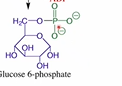 <ol><li><p>Transformation of glucose into glucose-6-phosphate</p></li><li><p>Hexokinase</p></li><li><p>Phosphorylation (attack at gamma)</p></li></ol><p></p><p></p>