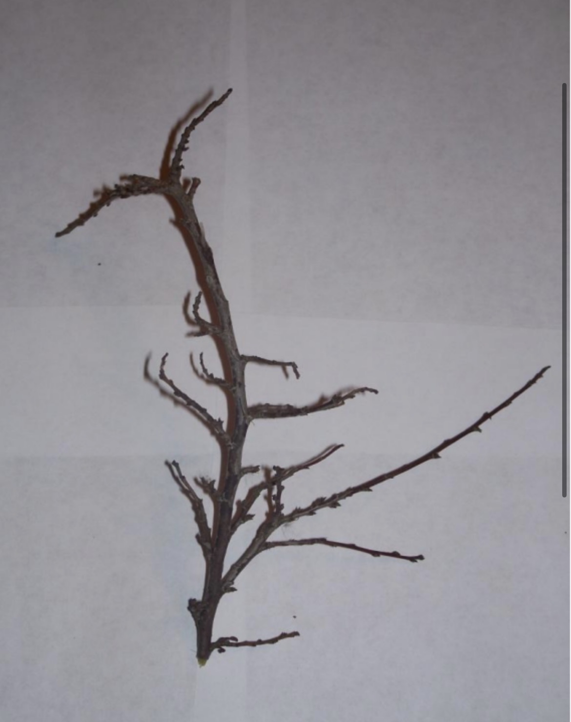<p>What is this branch? </p>