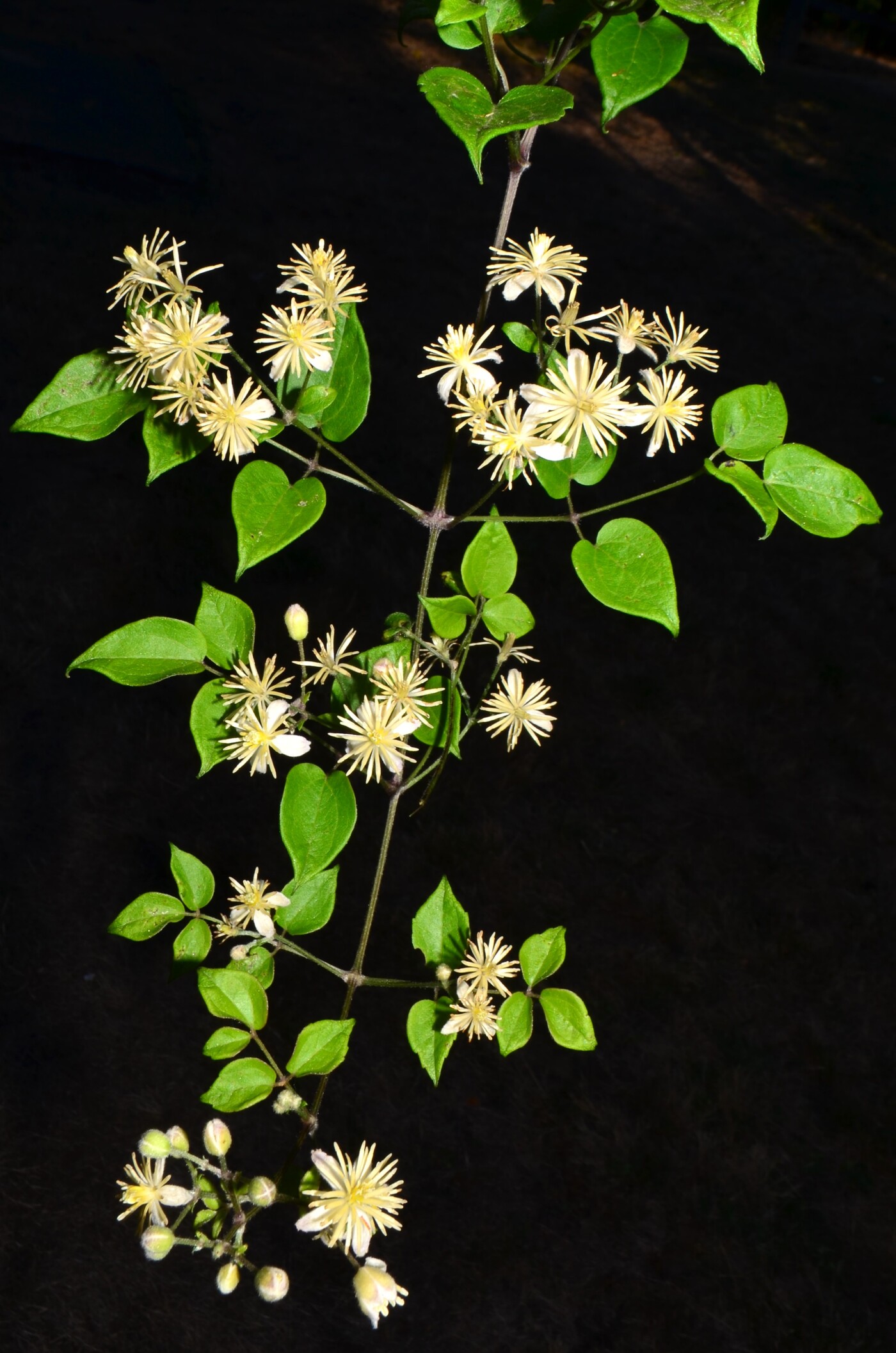 <p><em>Clematis vitalba</em></p>