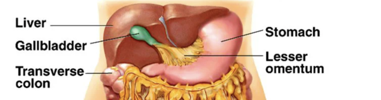 <p>small openings in the stomach lining that lead to tubular glands producing gastric juices essential for digestion</p>