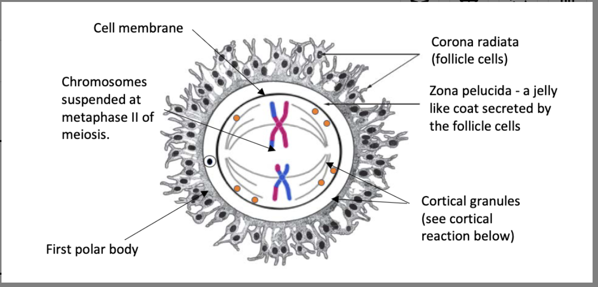 <p>structure of secondary oocyte</p>