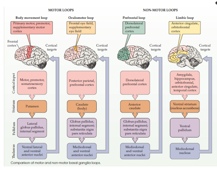 <ul><li><p><strong>Cognitive &amp; emotional function deterioration in Parkinson’s &amp; Huntington’s diseases is linked to non-motor loop disruption.</strong></p></li><li><p><strong><mark data-color="purple" style="background-color: purple; color: inherit;">Obsessive-compulsive disorder</mark>, depression, &amp;<mark data-color="purple" style="background-color: purple; color: inherit;"> anxiety potentially involve limbic loop dysfunctions.</mark></strong></p></li><li><p><strong><mark data-color="purple" style="background-color: purple; color: inherit;">Tourette syndrome</mark></strong></p></li></ul><p></p>