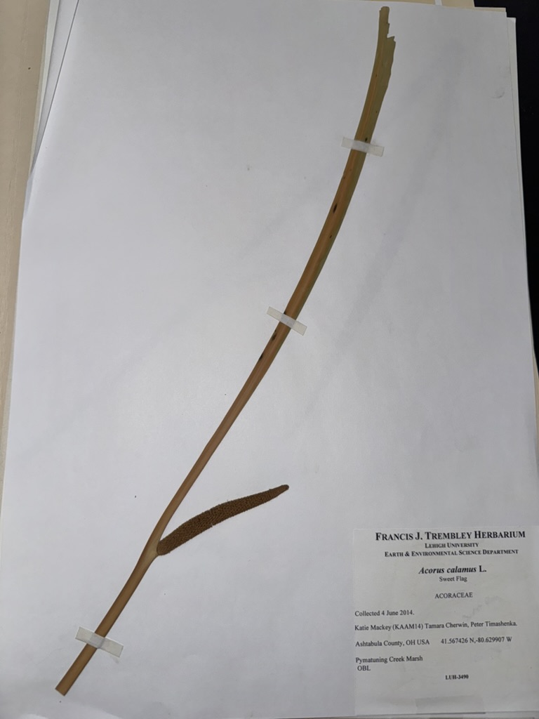 <p>Sweet flag</p>