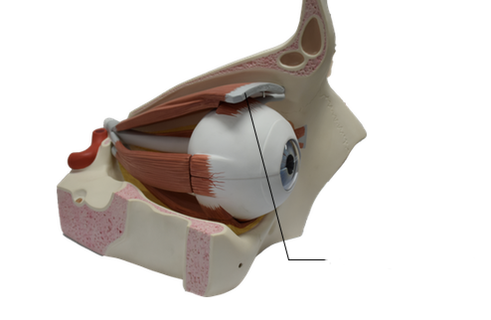 <p>ID structure </p>