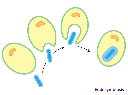 <p>A theory about how eukaryotic cells came to be</p><ul><li><p>millions of years ago a larger prokaryotic cell “ate” many another prokaryotic cells leading to organelles </p></li></ul><p></p>