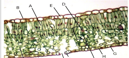 <p>What is this structure? </p>