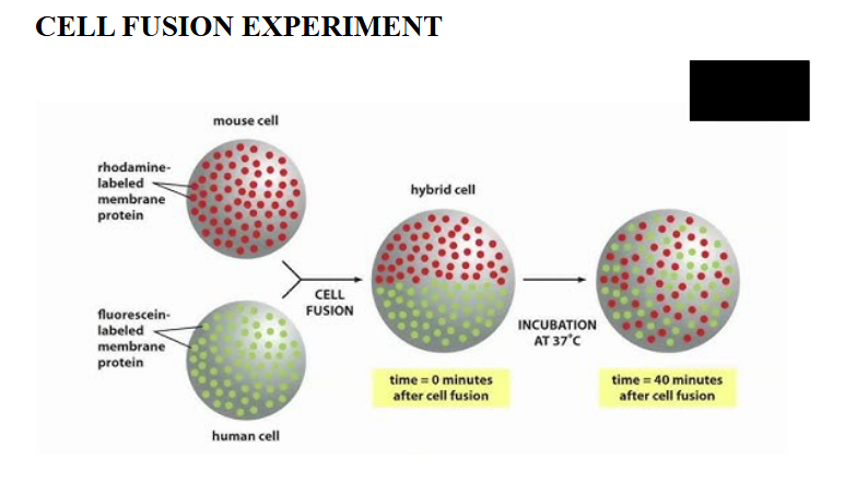 <ul><li><p>two experiments:</p></li><li><p>1. mouse/human cell fusion</p><ul><li><p>mixing of mouse cell membrane proteins and human cell membrane proteins after cell fusion</p></li><li><p>membrane proteins diffuse over time, can be seen by mixing of cells</p></li></ul></li><li><p>2. FRAP (fluorescent redistribution after photo-bleaching)</p><ul><li><p>label a membrane protein with a fluorescent antibody</p></li><li><p>bleach the fluorescent molecules in a small area using a high intensity laser beam</p></li><li><p>fluorescence intensity recovers as the bleached molecules diffuse away and unbleached molecules diffuse into the irradiated area</p></li></ul></li></ul><p></p>