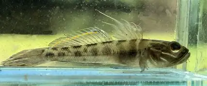 <p>Fused pelvic fins, big head</p>