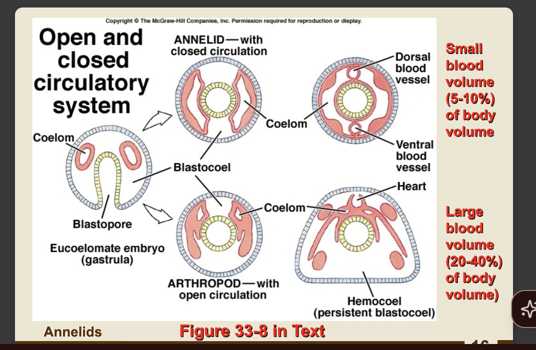 <p>annelid circ system body plan flip for more</p><p>-closed circ. system</p><p>-small blood volume bc its maintained in blood vessels </p><p>-…open circ. In hemocoels, blood volume is high bc it's not contained… not in marine worms! </p>