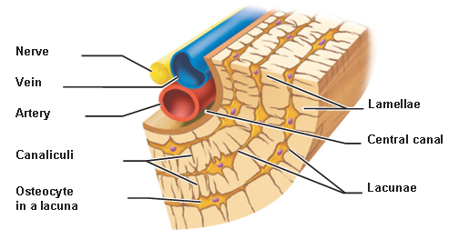 <p>hairlike canals that connect lacunae to each other </p><p>and to central canal</p><p>When matrix hardens and cells are trapped, the canaliculi form</p><p>runs through core of osteon</p><p><span data-name="black_small_square" data-type="emoji">▪</span>Contains blood vessels and nerve fibers</p>