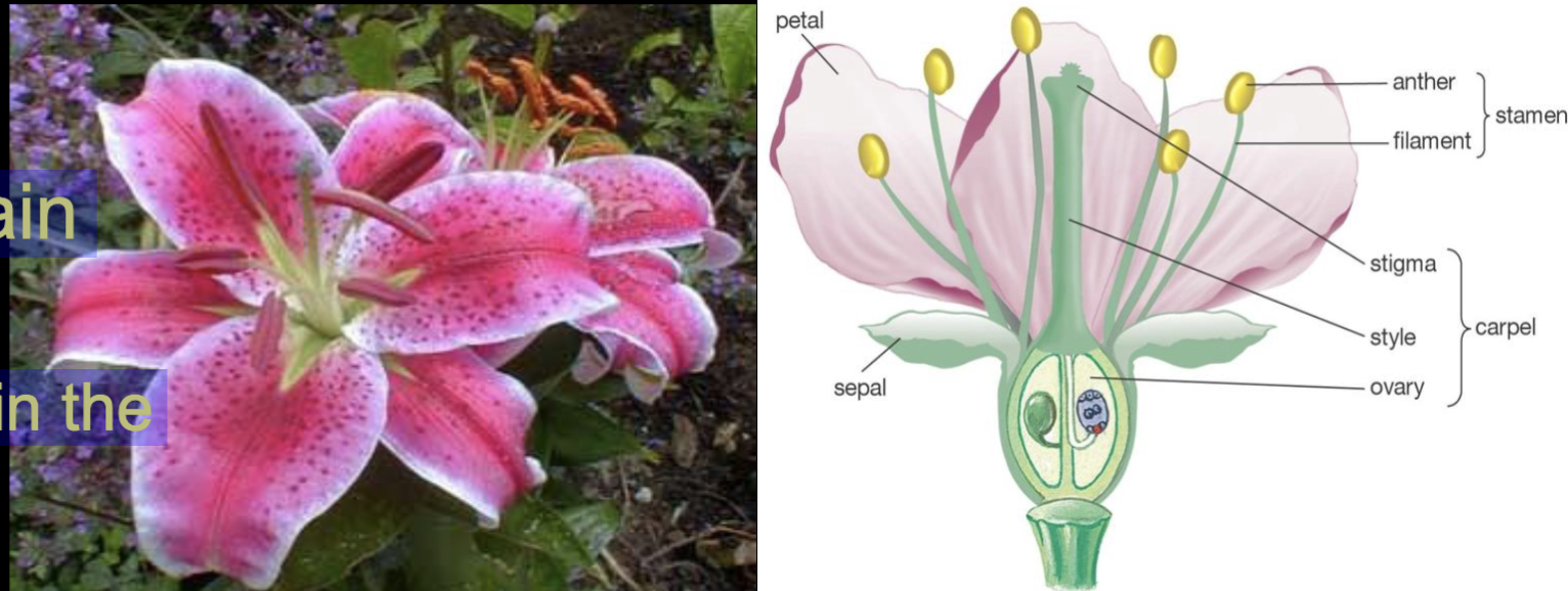 <ul><li><p>Flower that contain both stamens and pistils</p></li></ul><ul><li><p>Both male and female parts in the same flower</p></li></ul><p></p>