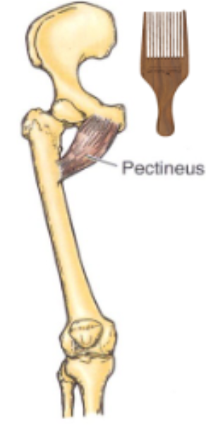 <p>origin: superior ramus of pubis</p><p>insertion: pectineal line of femur</p>