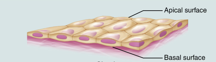 <ul><li><p>single layer of ________ cells</p></li></ul><ul><li><p>each cell attached to basement membrane</p></li></ul><p></p>