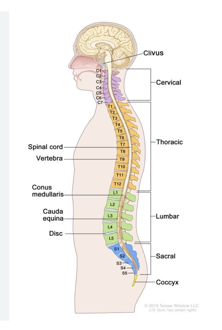 <ol><li><p>neck</p></li><li><p>on which ribs articulate’</p></li><li><p>abdominal region</p></li><li><p>enclosed by pelvic girdle</p></li><li><p>tail</p></li></ol><p></p>