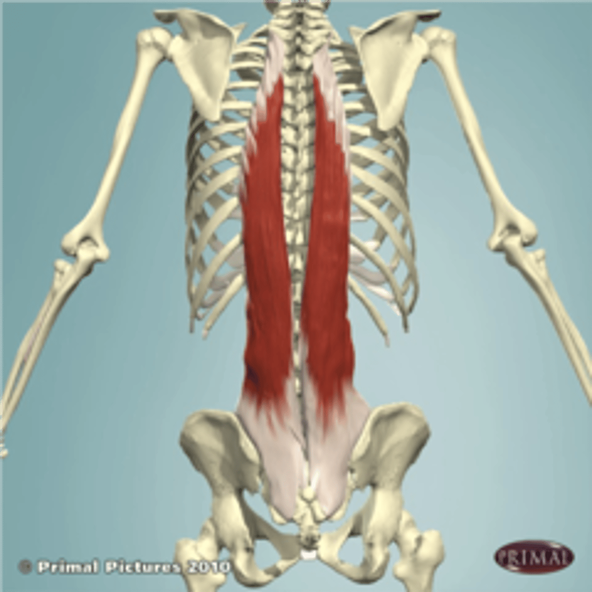 <p>Extend vertebral column (bilateral contraction)</p><p>laterally flexes vertebral column (unilateral contraction, ipsilateral)</p>