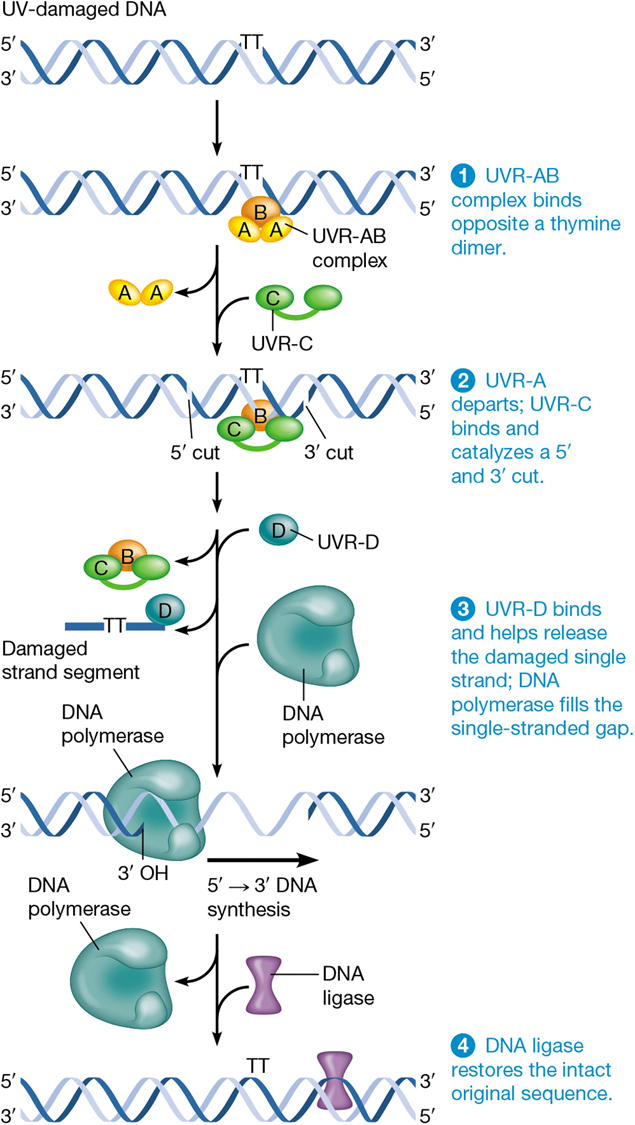 <p>1) proteins detect distortions in DNA helix</p><p>2) recruits NER endonuclease to cut DNA on both sides of lesion</p><p>3) helicase unwinds DNA between nicks (incisions) and frees distorted sequence from DNA</p><p>4) polymerase and ligase finish repair</p>