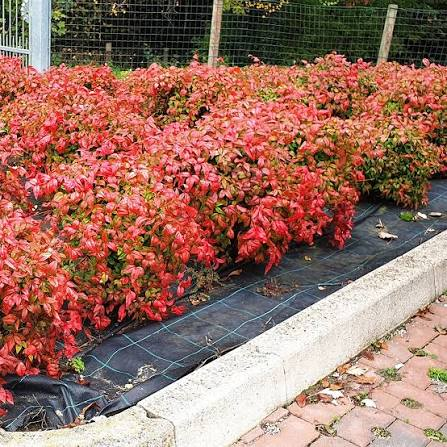 <p>dwarf nandina fire power, compact, evergreen, 2-3ft tall and wide, firery red fall foliage, bright green new growth, full sun part shade</p>