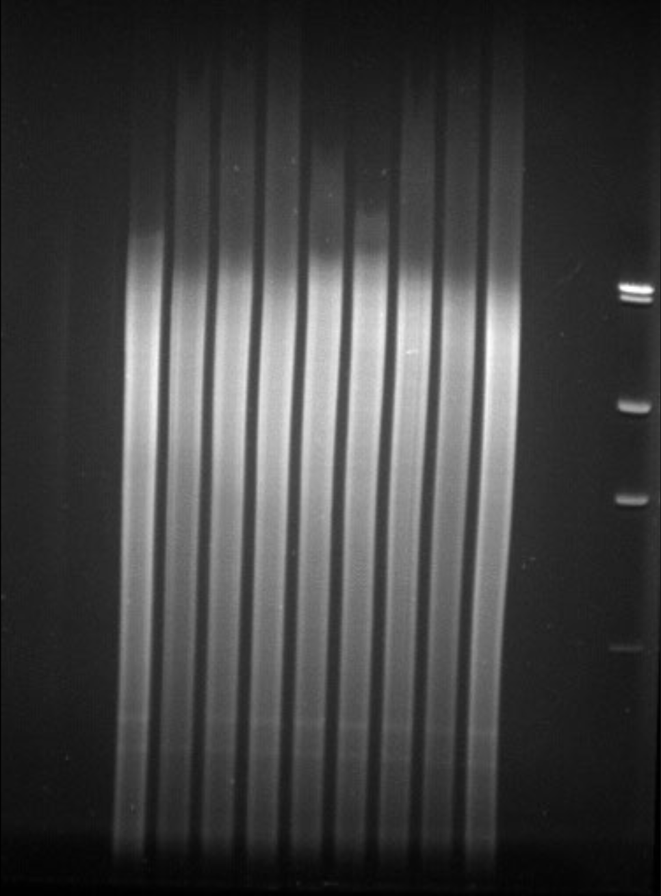 <p>Represents endonuclease-digested genomic DNA of high quality and concentration, which has been electrophoresed through an agarose gel. After ethidium bromide staining and exposure to UV light, the DNA in each lane and the ladder/marker are bright and clearly seen.</p>
