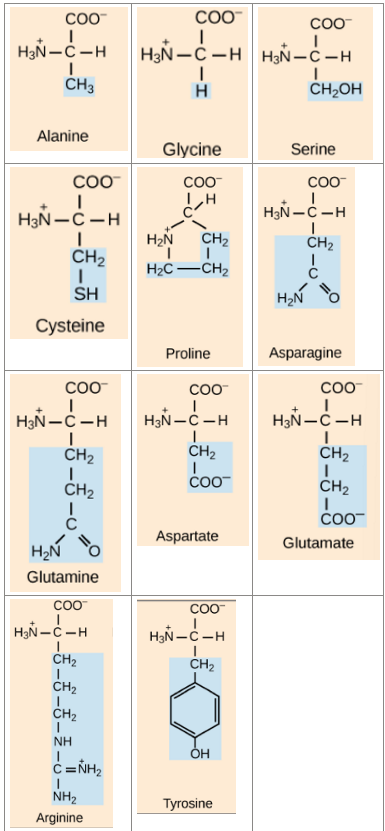 <ul><li><p>alanine- Ala</p></li><li><p>glycine- Gly</p></li><li><p>arginine- arg</p></li><li><p>serine- Ser</p></li><li><p>cysteine- Cys</p></li><li><p>Proline- pro</p></li><li><p>asparagine- Asn</p></li><li><p>glutamine- gln</p></li><li><p>aspartate- asp</p></li><li><p>glutamate- Glu</p></li><li><p>Tyrosine- tyr </p></li></ul><p></p>