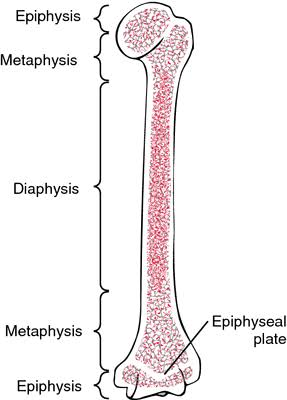 <p>The main or central shaft of a long bone, providing structural support and containing the medullary cavity filled with bone marrow.</p><p>Red Marrow: makes RBC (usually in epiphysis)</p><p>Yellow Marrow: Adipose (fat) Storage (usually in diaphysis)</p>