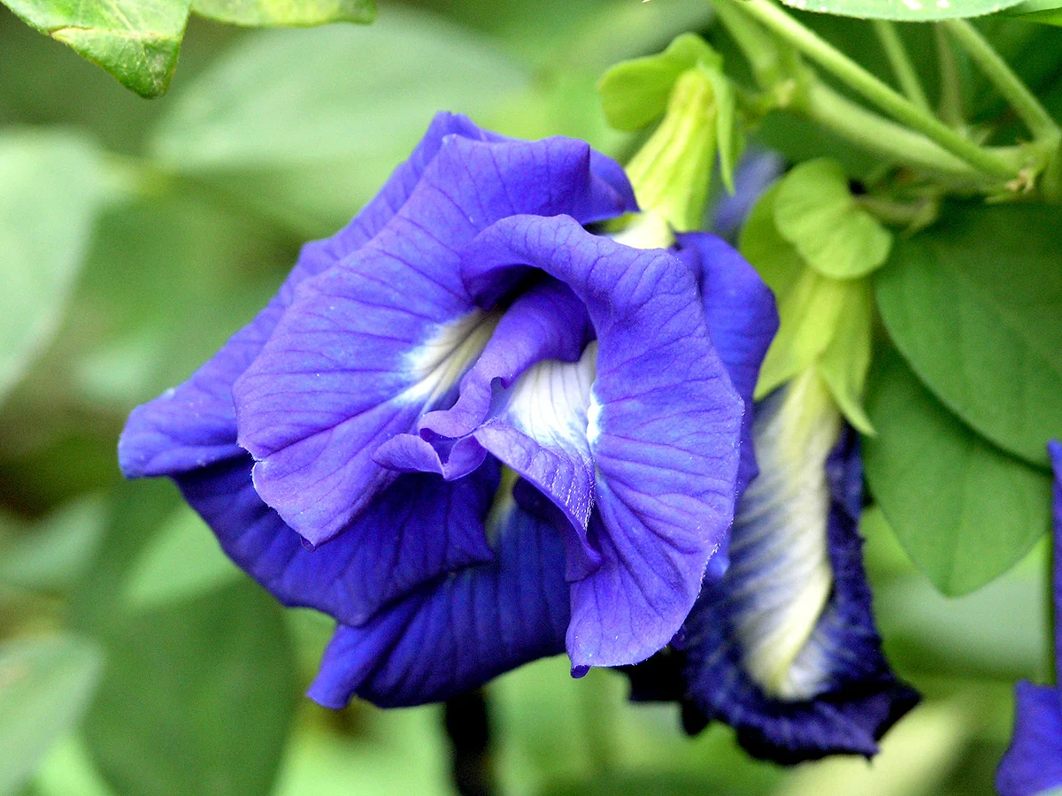 <p><strong>Common Name</strong>: Butterfly pea</p><p><strong>Parts Used</strong>: <span style="background-color: transparent; font-family: "Helvetica Neue", sans-serif;">Flowers, leaves, stems, roots, seeds</span></p><p><strong>Use/s</strong>: Memory enhancer, urinary/GI/skin disorders, snake bites; antioxidant, antidiabetic, anti-inflammatory, analgesic, antimicrobial, CNS, anticancer</p><p><strong>Major Metabolites</strong>: <strong><u>Ternatin (anthocyanins)</u></strong>; flavonoids, phenols, glycosides</p>