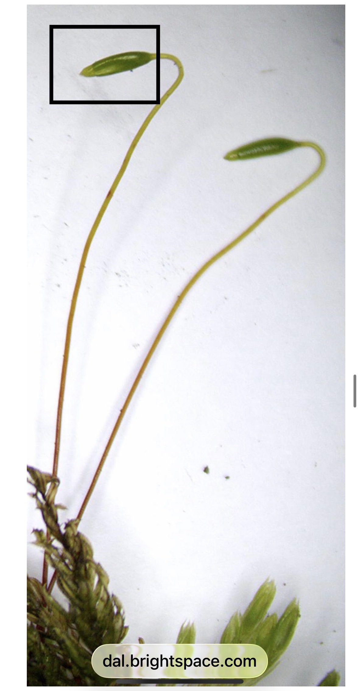 <p>What life process occurs in this structure?</p>