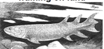 <p>What is the name of the Denovian (360 mya) lobe-finned fish?</p>