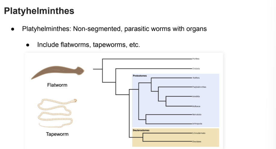 <p><strong>Tapeworms</strong></p><p><strong>Flatworms</strong></p>