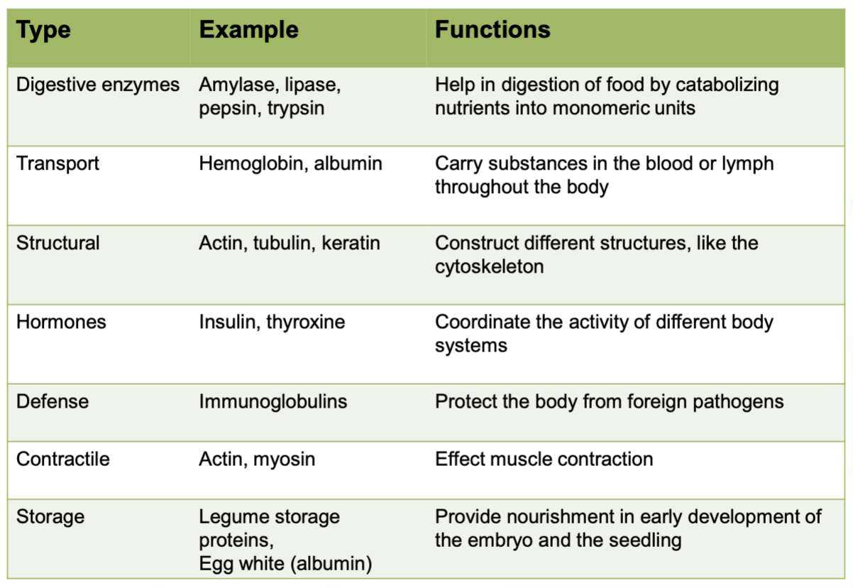 <ol><li><p>Regulatory functions</p></li><li><p>Structural functions</p></li><li><p>Protective functions</p></li><li><p>Transport</p></li><li><p>Enzymes</p></li><li><p>Toxins</p></li></ol><p></p>