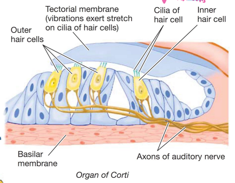 <ul><li><p>Contains hair cells - embedded in basilar membrane </p></li><li><p>Sound vibrations cause basilar membrane to oscillate like waves </p></li></ul><p></p>