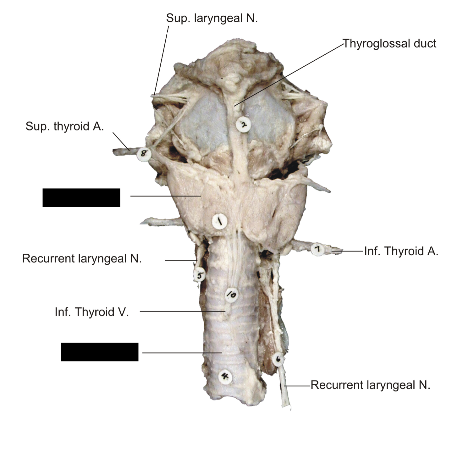term image
