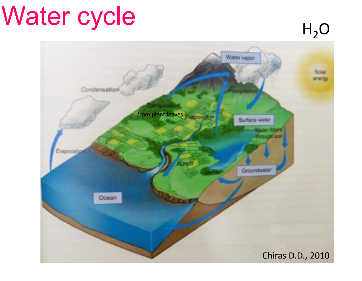<p>driving force solar energy heats the earth</p><ol><li><p>evaporation, water turns into gas, rises from the ocean and through <strong>transpiration, </strong>where water evaporates from plant leaves</p></li><li><p>condensation: water vapor cools down, forming clouds, then accumulates near mountains (water vapor) </p></li><li><p>precipitation: rain or snow falls</p></li><li><p>water collects on landscapes</p></li></ol><p></p>