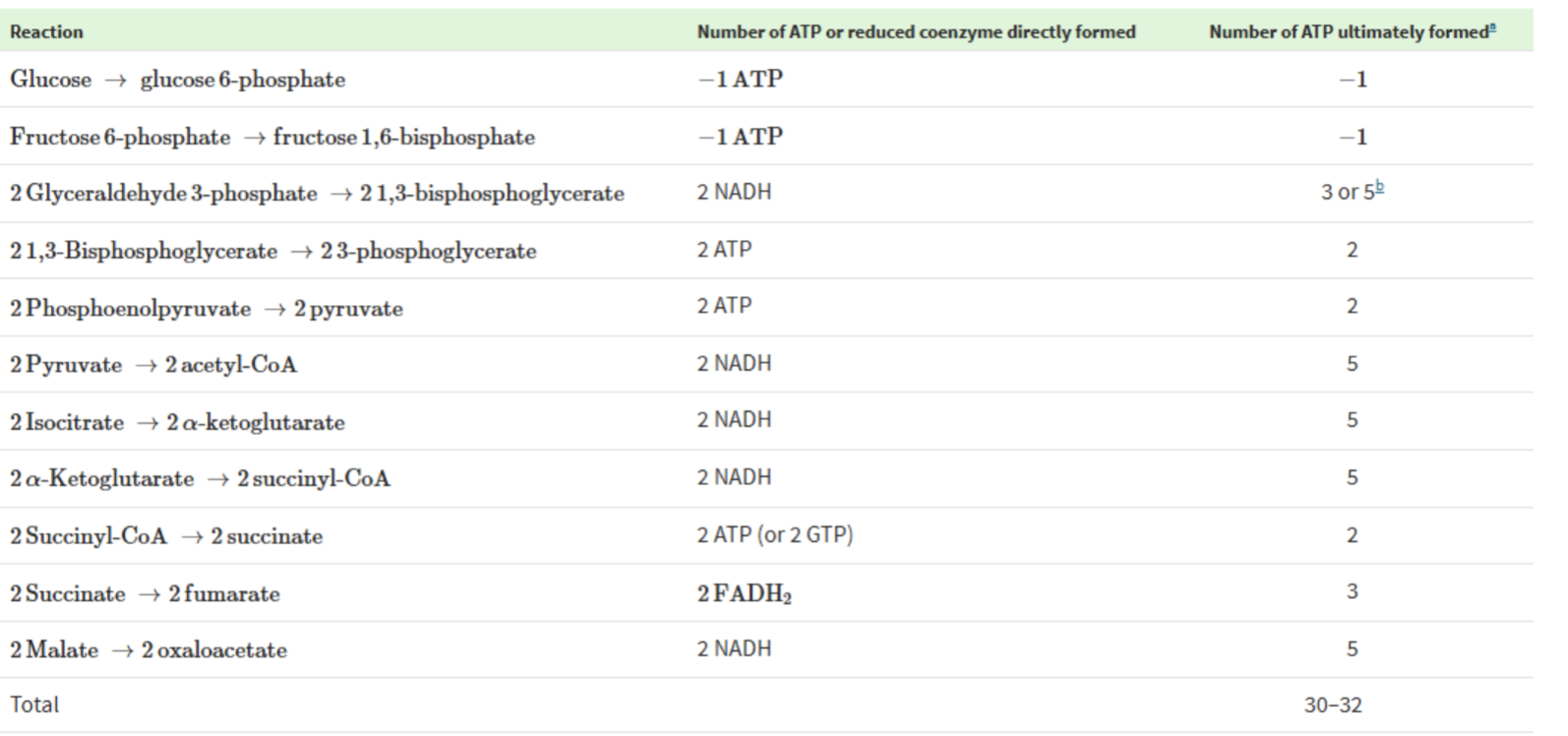 <p>Energy of Oxidations in Cycle is Efficiently Conserved</p>