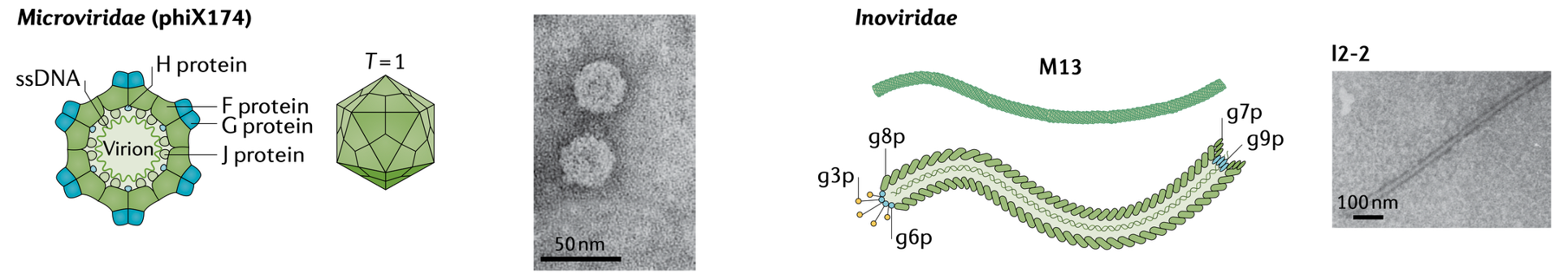 <p><em>Microviridae</em> (with <strong>icosahedral capsids)</strong> and <em>Inoviridae</em> (<strong>filamentous phages)</strong></p>