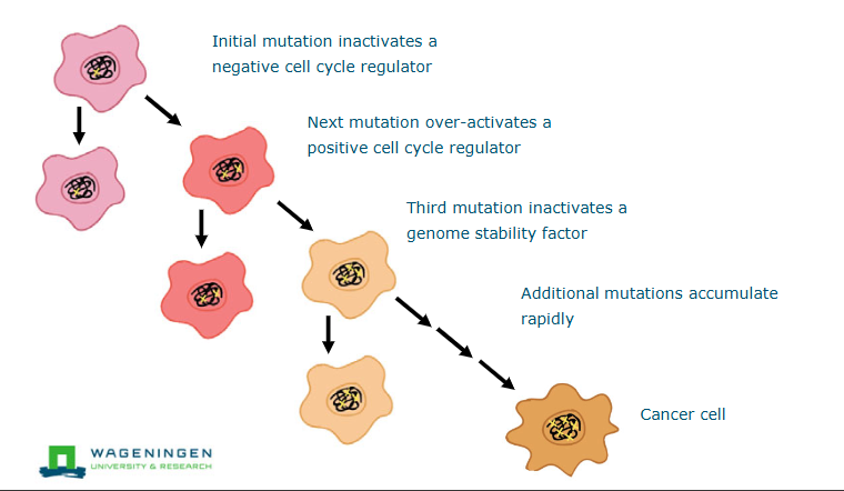 <p>Mutations —> regulations of cell divisions —> cancer</p><ul><li><p>multistep process</p></li></ul><p></p>