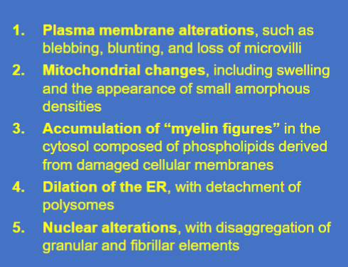 <p><span style="background-color: transparent; font-family: "Times New Roman", serif;"><strong>Ultrastructural Changes:</strong> Reversibly injured cells exhibit <strong>plasma membrane blebbing </strong>(bubble like buldges), loss of microvilli, <strong>mitochondrial swelling</strong>, and <strong>detachment of ribosomes</strong> from the rough endoplasmic reticulum (ER), which impairs protein synthesis</span></p>