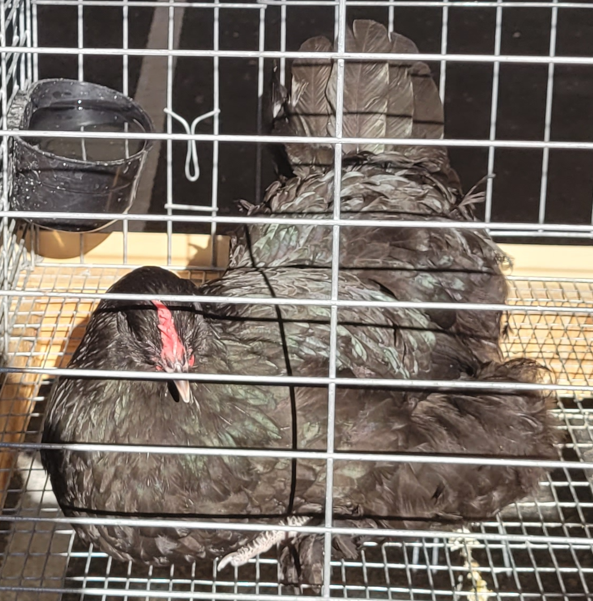 <p>What type of hen is this?</p>