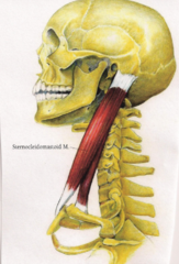 <p>mastoid process (behind ear)</p>
