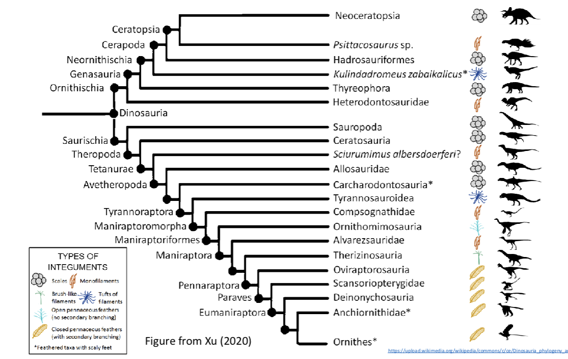<ul><li><p>preserved fossils of feathered theropods were found in China</p></li><li><p>feathers’ original function might have been for thermoregulation (protecting from sun to cool off, retain heat to keep warm</p></li><li><p>another possible function was display for territory or courtship</p></li><li><p>flight feathers = <strong>exaptation</strong>, a change or addition to a traits function to become co-opted for another function</p></li></ul><p></p>
