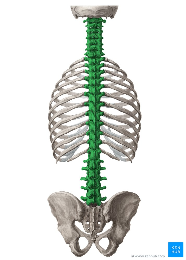 <p>pertaining to the 24 bones of the spinal column</p>