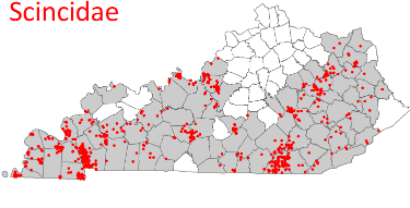 <p>Scincella lateralis</p>