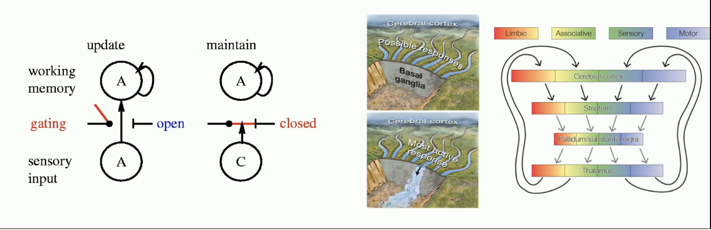 <p><strong>problem:</strong></p><p>dilemma between maintaining info (gating out) vs. updating (gating in) information in working memory: stability vs. flexibility</p><ul><li><p>can be broadened to other WM tasks (both in lab and in real life situations)</p></li></ul><p><strong>solution</strong>:</p><p>this gating problem may be solved in art by similar gating mechanisms as motor responses (i.e., basal ganglia)</p><ul><li><p>basal ganglia is also important for opening gates in working memory; deciding when new information is going to come in or when its not going to come in</p></li><li><p>gating in the motor system can be extended to cognitive concepts like WM</p></li></ul><p></p>