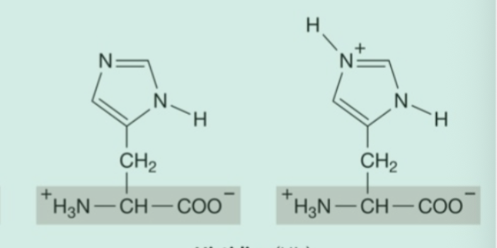 <p><strong>Hydrophilic</strong> (<strong>Polar</strong>) Amino Acids: <strong>Basic</strong></p><ul><li><p>forms a conjugate pair at physiological pH</p></li></ul><p></p>