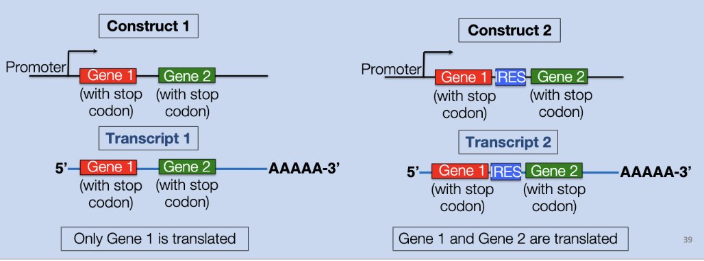 <p><span style="background-color: transparent;"><strong>polycistronic</strong> transcripts</span></p>
