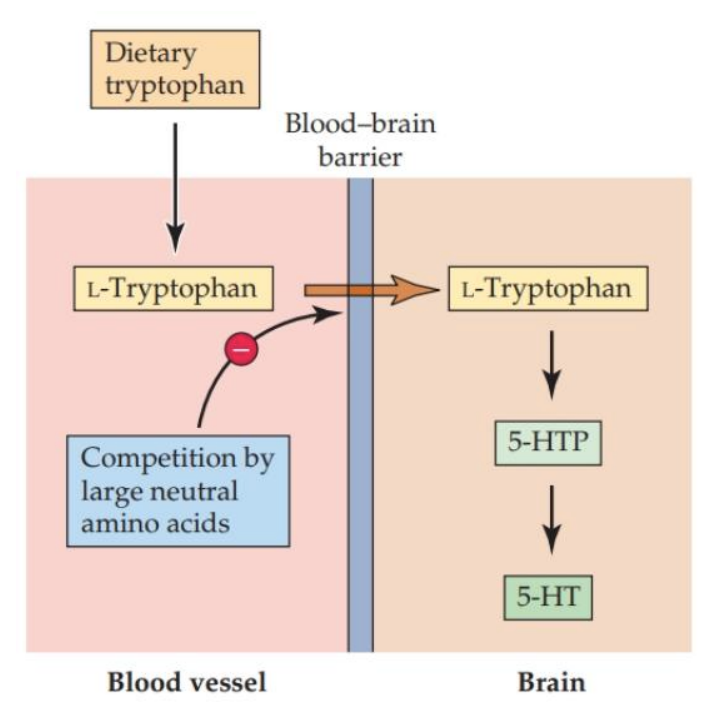 <p><strong>Tryptophan intake and diet</strong></p>