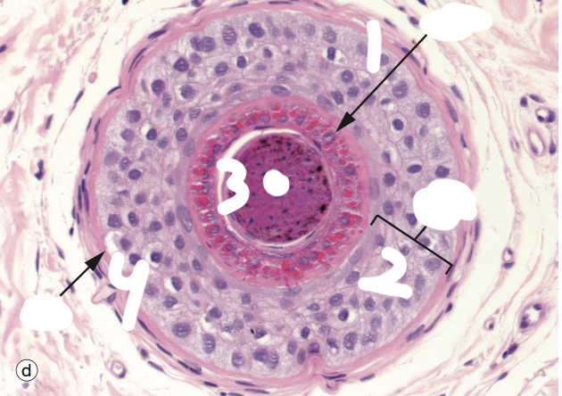 <p>Identify the Structure</p>