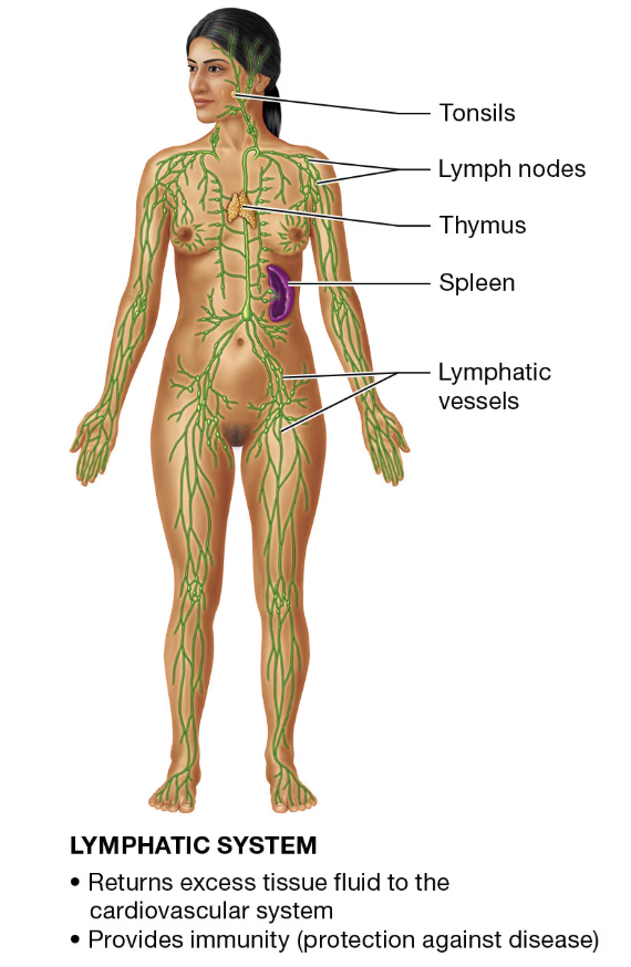 <p>LYMPHATIC SYSTEM</p>