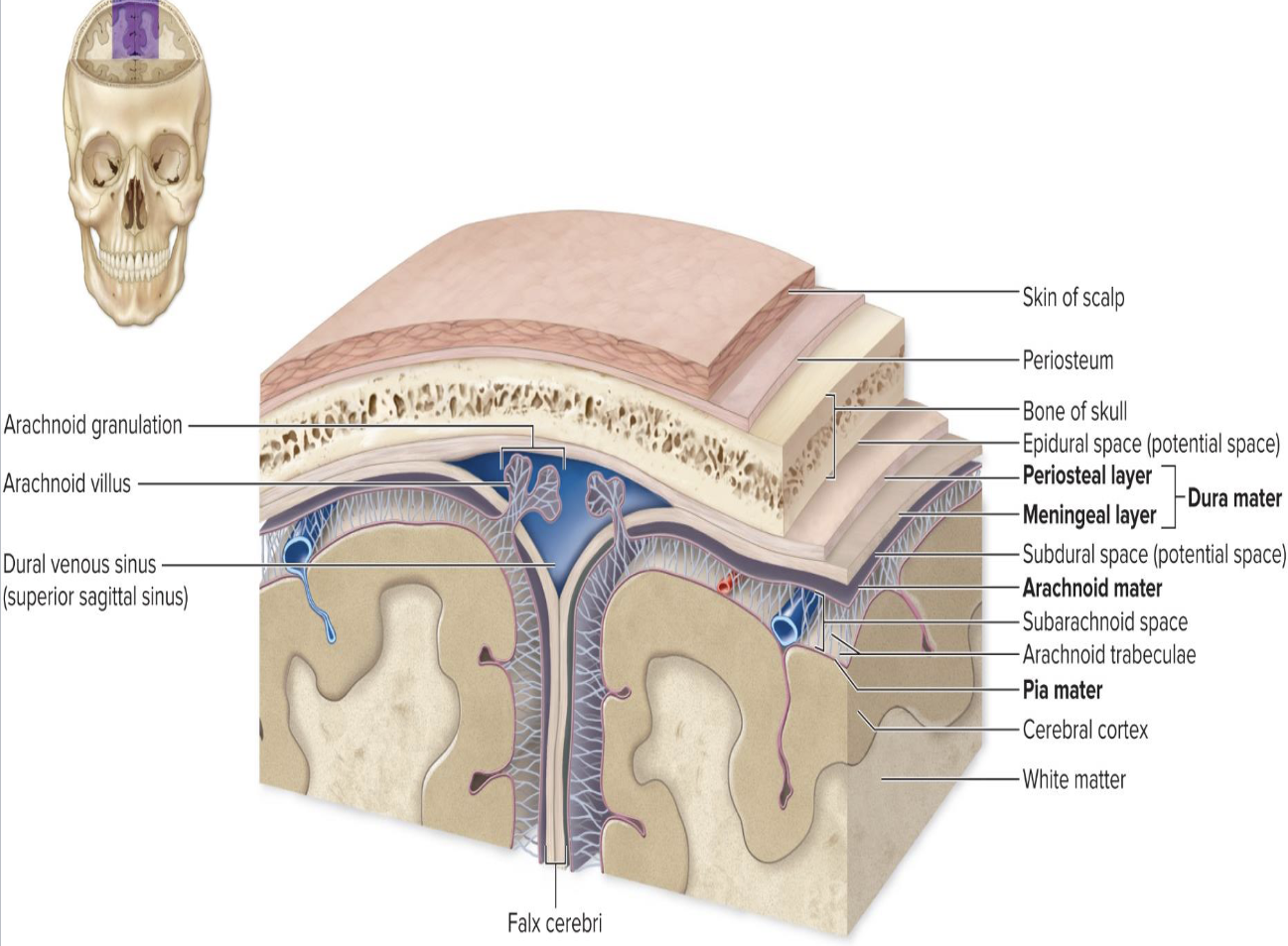 <p><strong>Brain Support and Protection: Meninges Overview</strong></p><p>What are the meninges?</p><ul><li><p>What are the functions of the meninges?</p></li></ul><p></p>